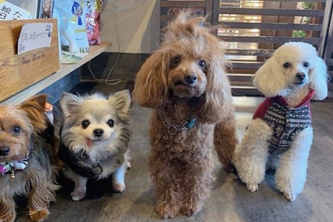 🐶Let&#039;s Visit a Dog Cafe!🐶