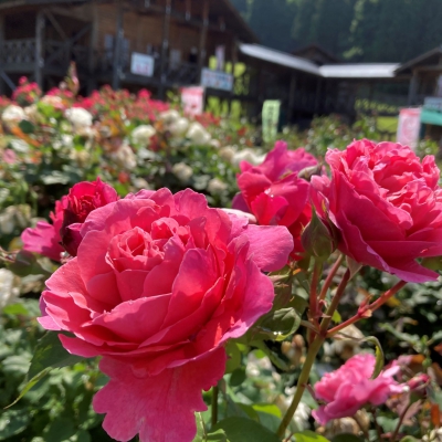 Murayama City Tourism and Products Association